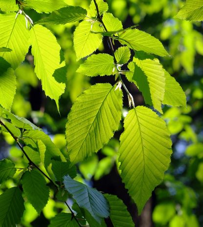 Alder Tree With Bright Green Leaves