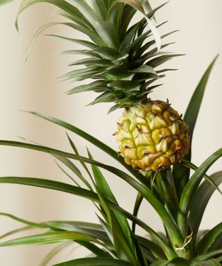 pineapple plant for a kitchen plant