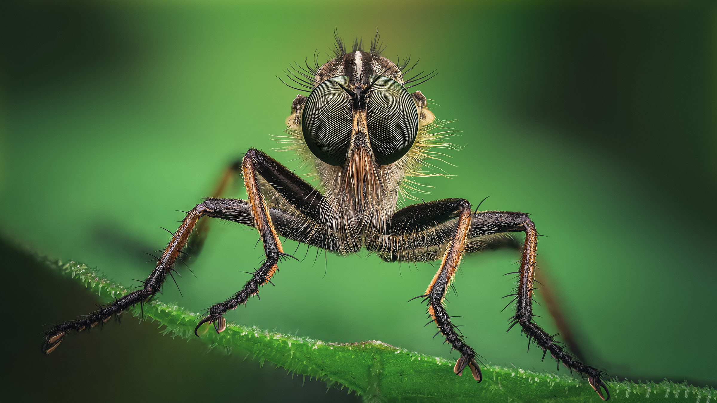 Close-up of a detailed insect, featuring large, patterned eyes and fine hairs, perched on a vibrant green leaf