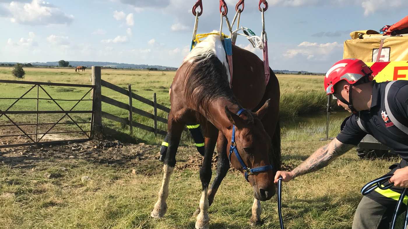 The fire and rescue service lift the stallion off the gate using a harness