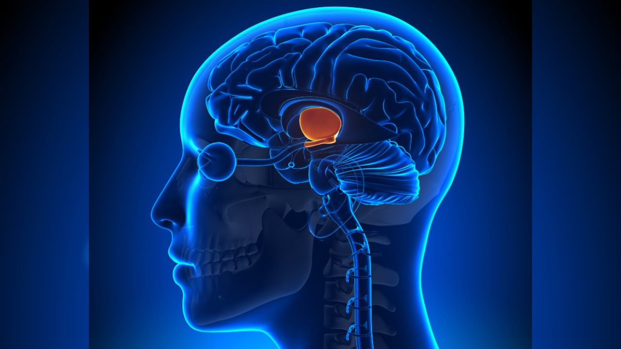 A 3D illustration of the hypothalamus.