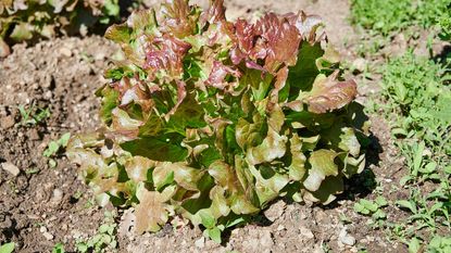 red tinged lettuce growing 