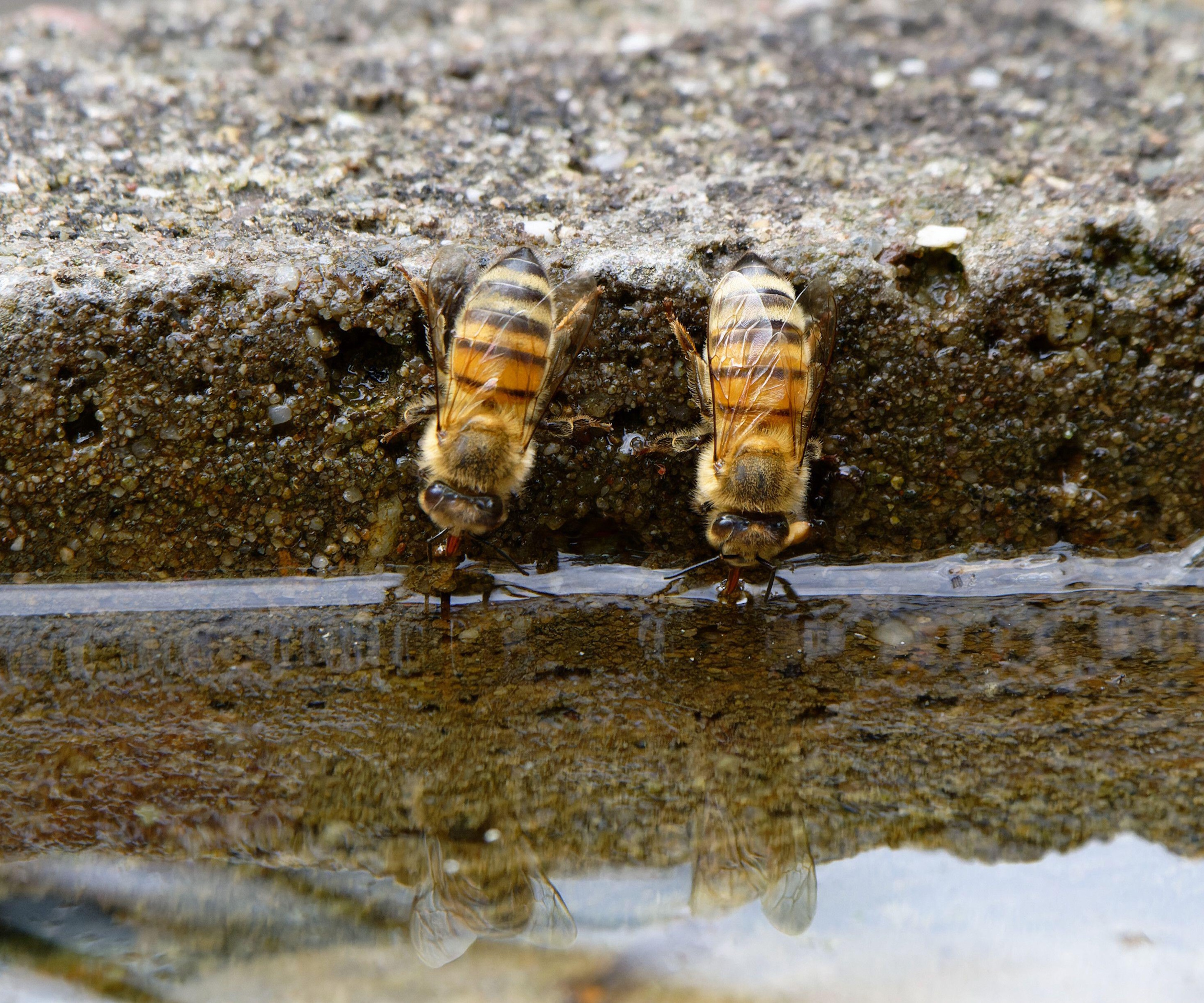 Bees drinking