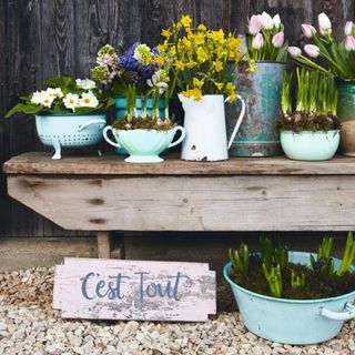 selection of spring bulbs potted up on bench in shades of green, daffs, hyacinths, primrose
