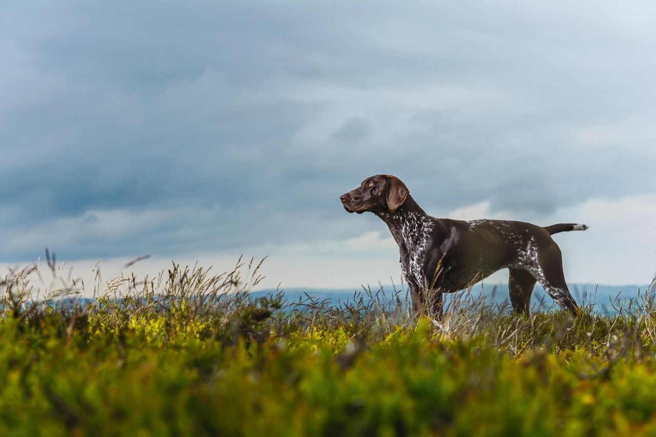 German shorthaired pointer.