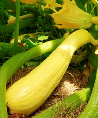 Summer squash, including the crookneck variety, can help deter skunks