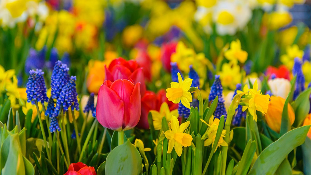 What to Do with Spring-Blooming Bulbs in May – 5 Easy Fixes That Will Revitalize Your Bulbs and Give You an Even Bigger Display Next Year