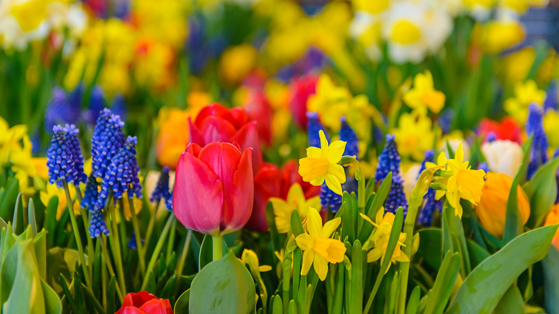 Spring blooming bulb flowers - grape hyacinths, tulips, and daffodils