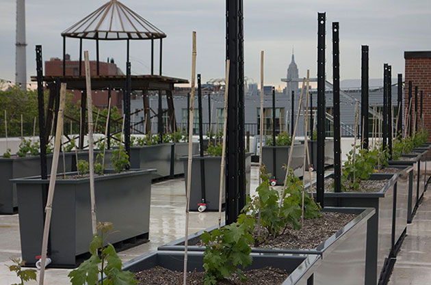 rooftop red vineyards, new york vineyard