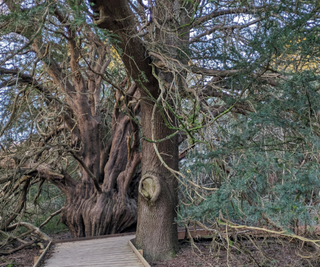 Yew tree at University of Surrey