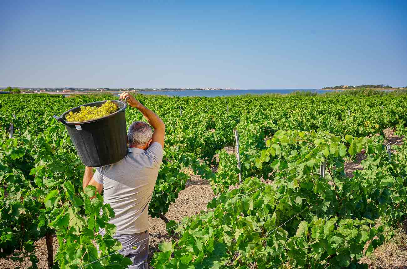 Vineyards in Marsala, western Sicily