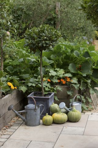 Organic gardening vegetables in raised beds