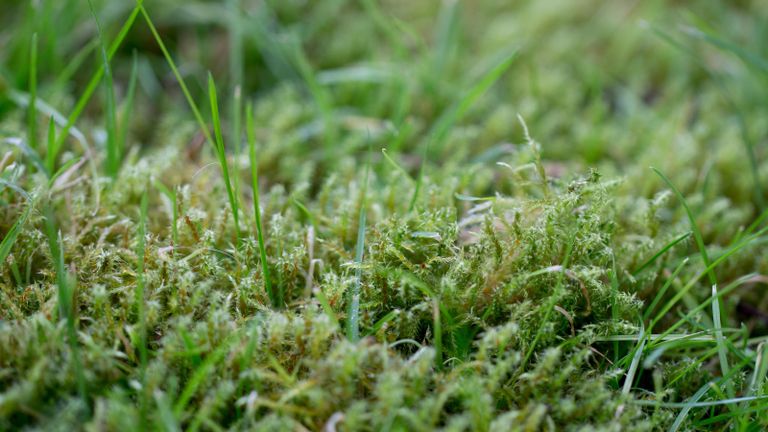 how to get rid of lawn moss - moss and grass growing in a lawn