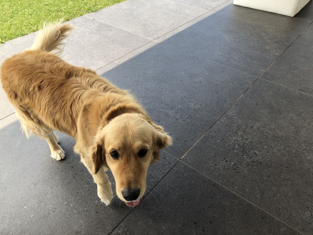 &Oacute;scar Freire's loyal and incredibly friendly dog Dora