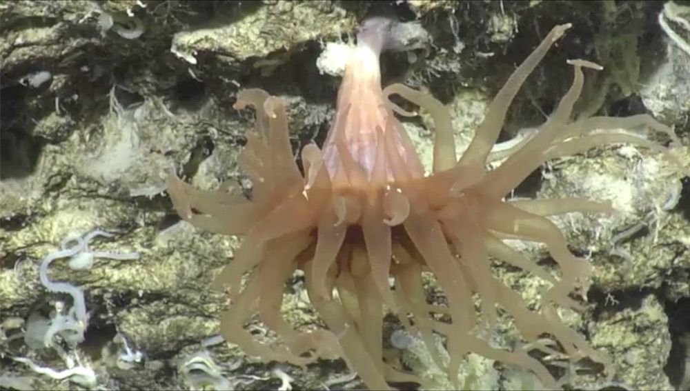 underwater creature Perth Canyon