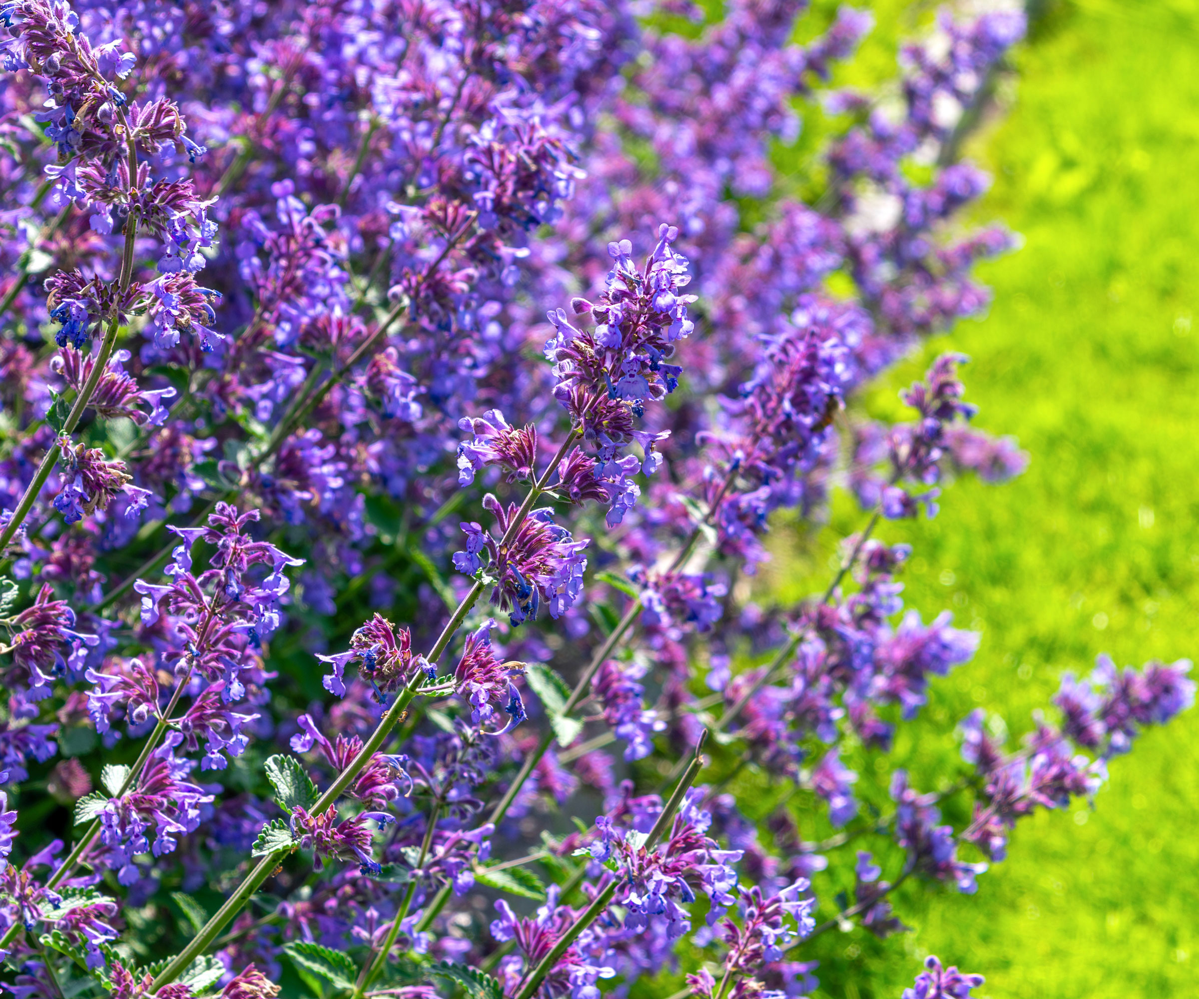 catmint nepeta plants with rich purple flower spires leaning into bright green lawn
