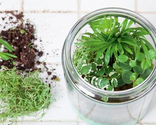 Newly planted terrarium with creeping fig, neanthe bella palm, peperomia and arrowhead plants with moss, leftover plants and soil