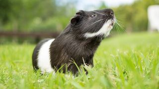 A black and white guinea pig stood on a lawn, sniffing the air