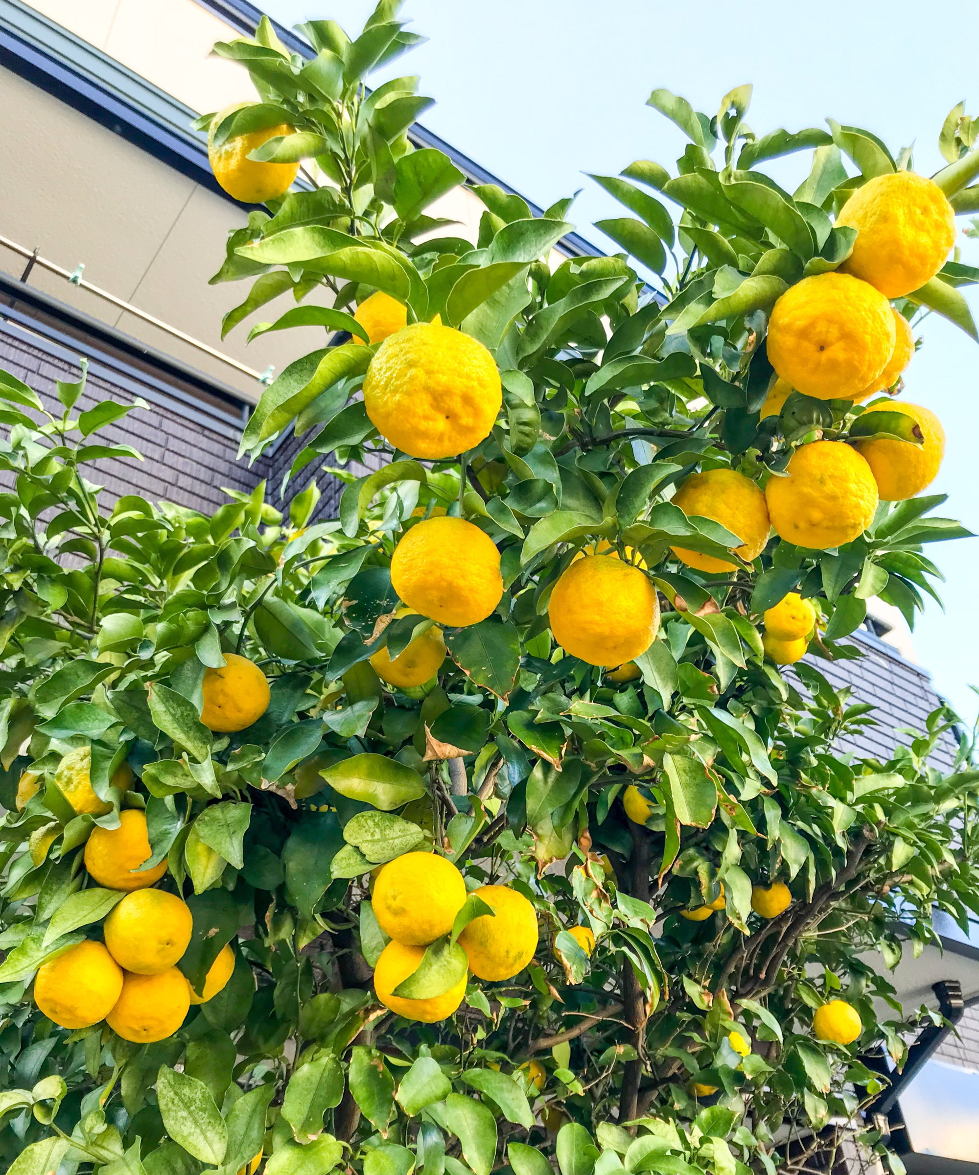 A yuzu tree covered in yellow fruits and green foliage in fall
