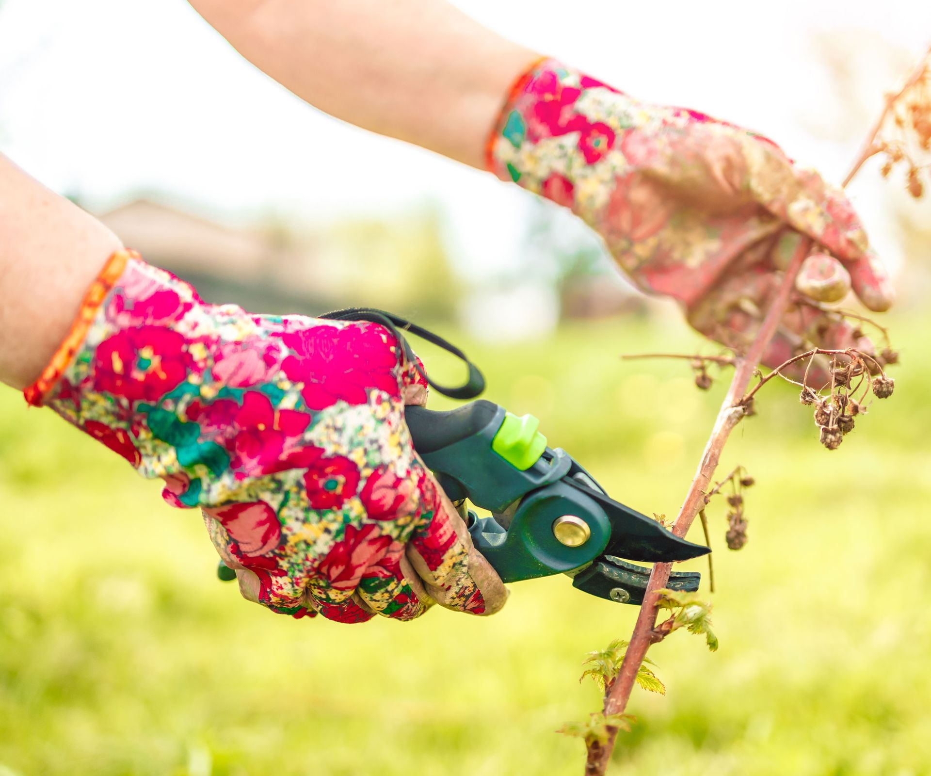 pruning raspberry cane with colorful gloves