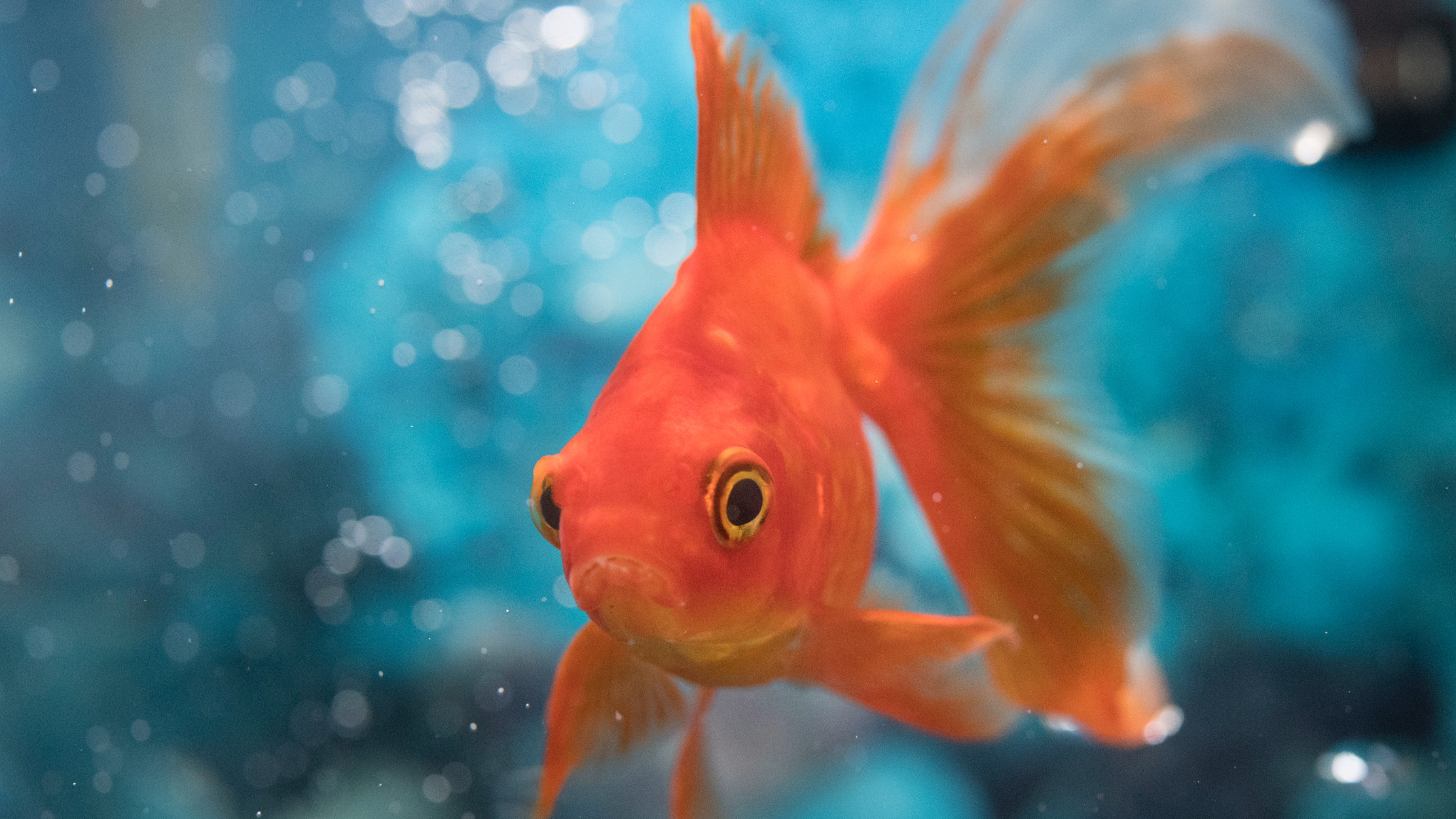 Goldfish