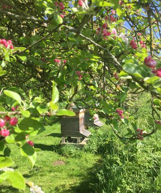 apple orchard at bee farm