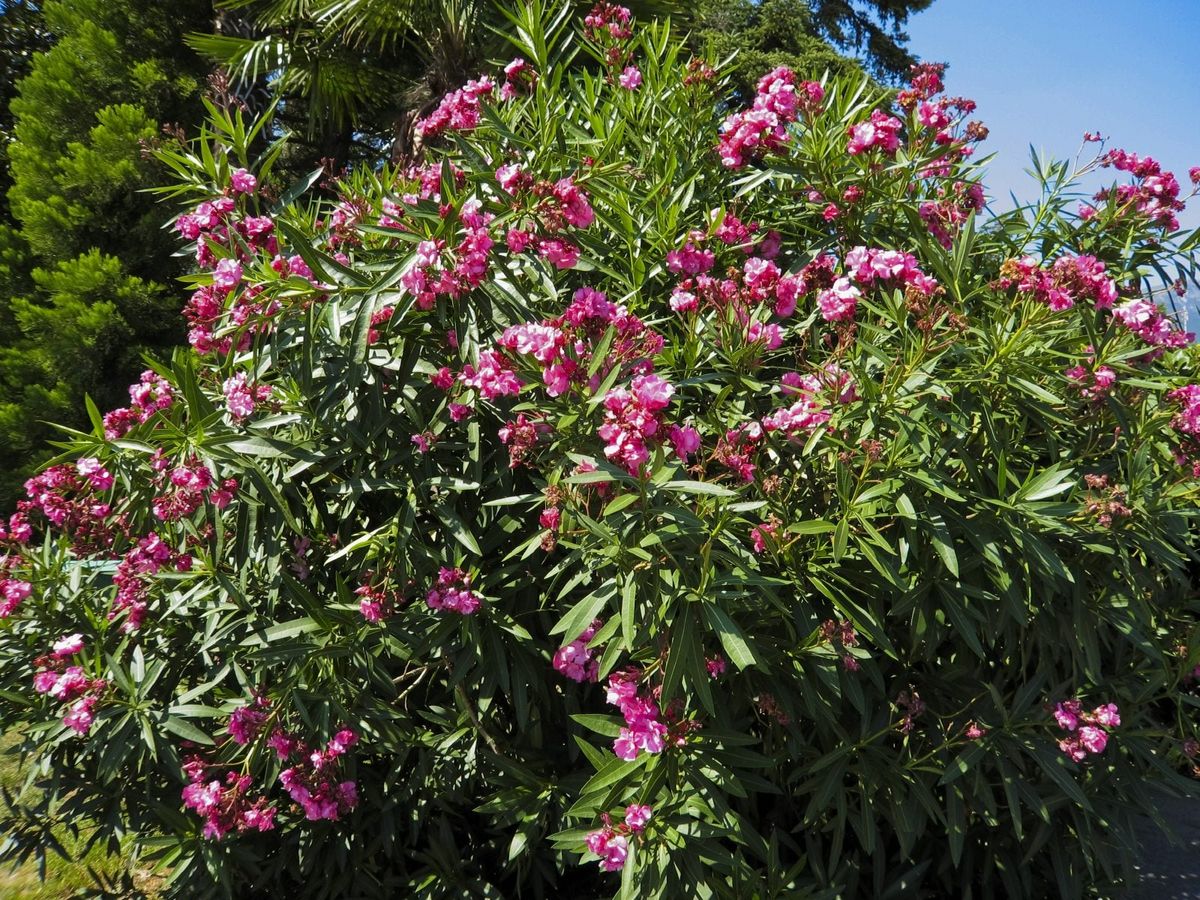 Rejuvenation Pruning Of Oleander Bushes How To Trim Overgrown Oleander Shrubs Gardening Know How