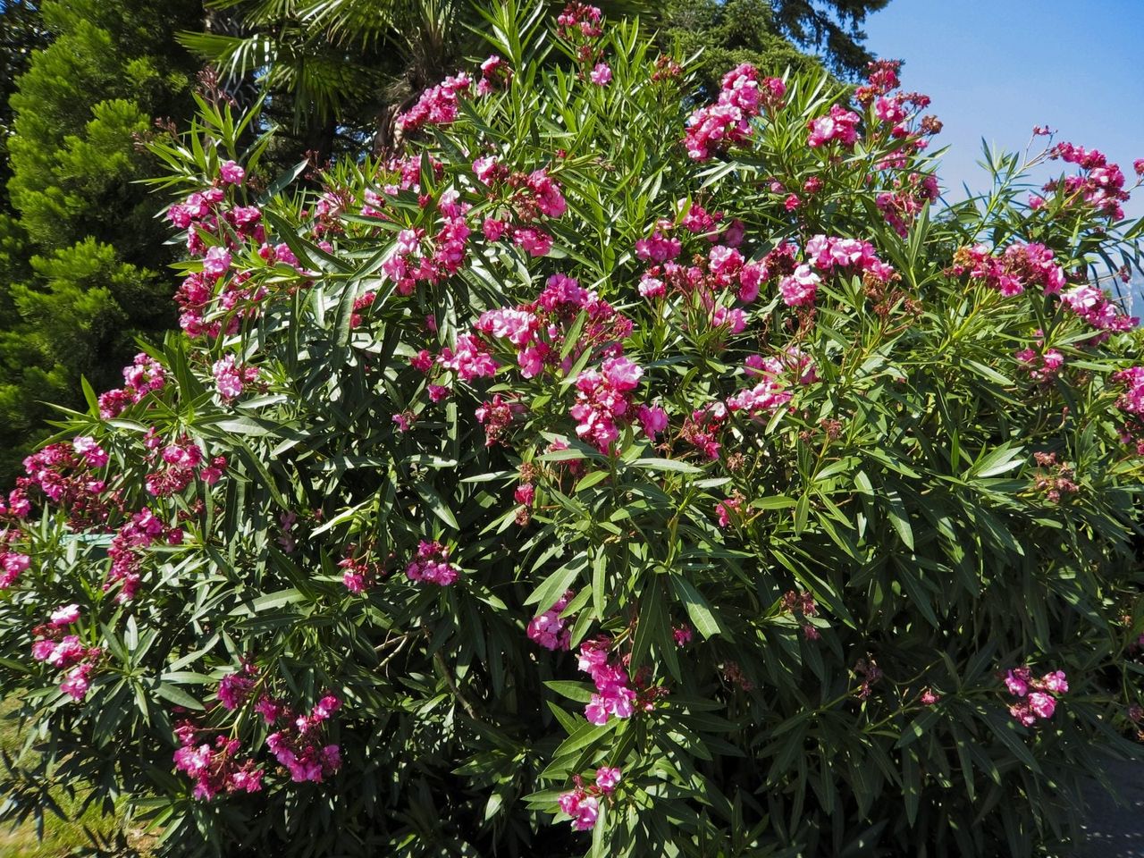 overgrown oleander