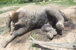 An elephant slaughtered this month by armed insurgents for its ivory at Dzanga Bai National Park in the Central African Republic.