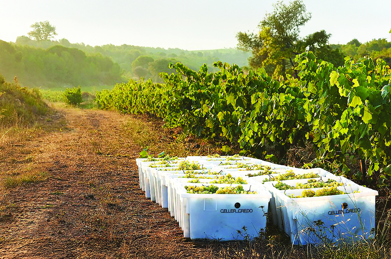 Celler-Credo-see-recommendations.jpg