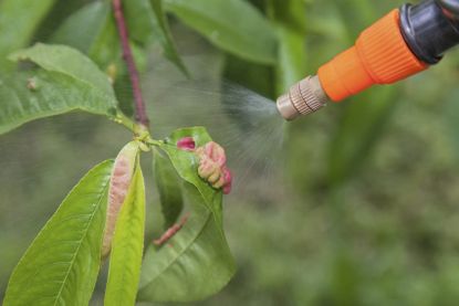 Liquid Being Sprayed Onto Peach Tree