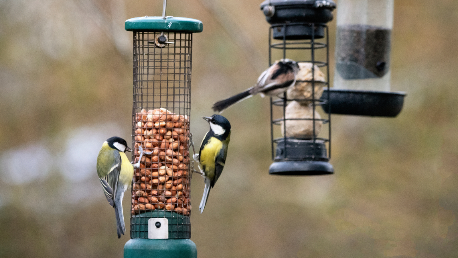 Birds at bird feeders