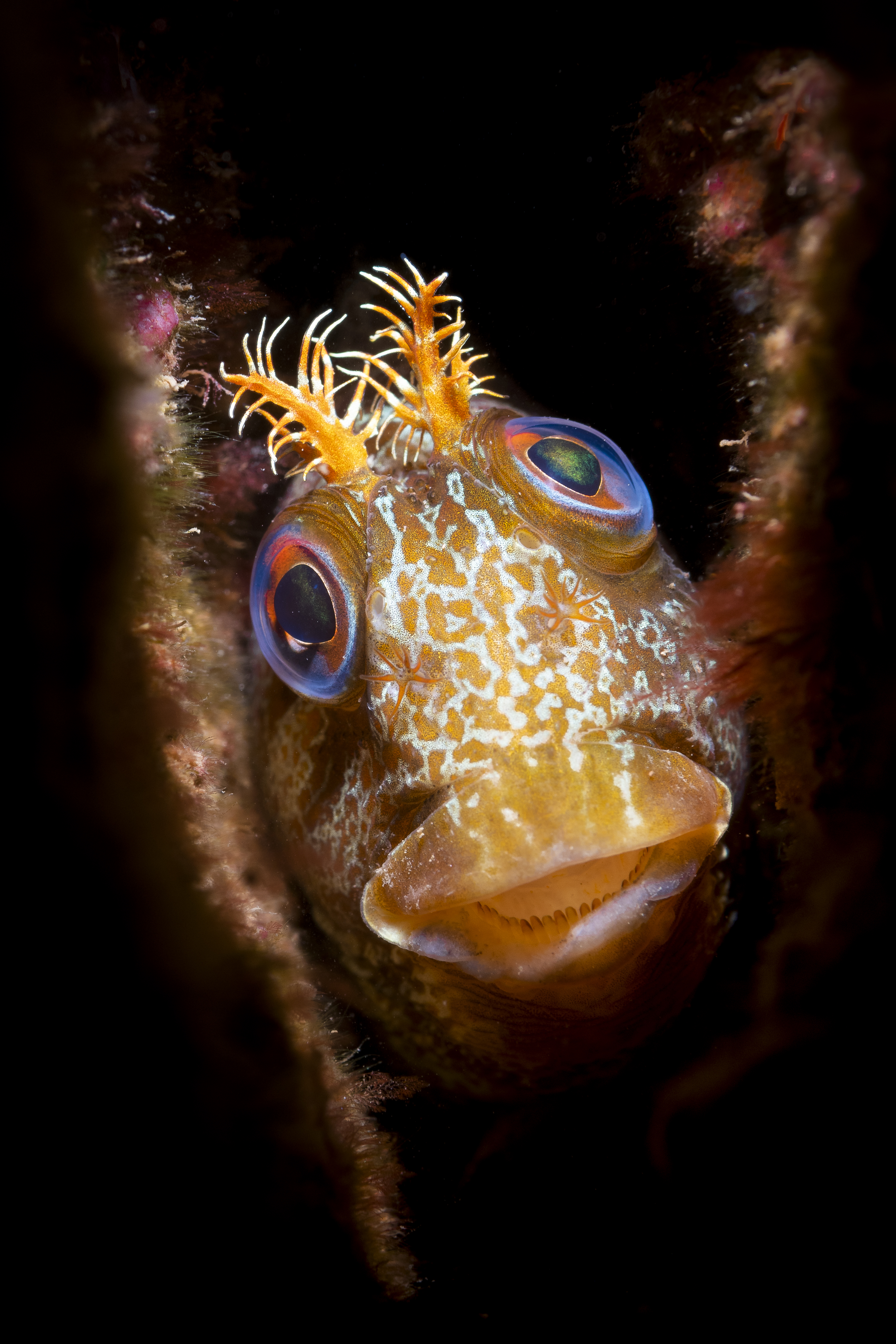 fish in dark water