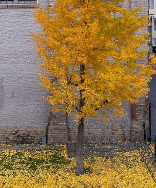 gold gingko tree and leaves on the ground