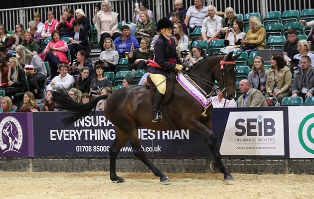 HOYS 2017 SFAS pics FREE IMAGES