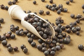 Juniper berries, one of the elements of gin that makes it good for you