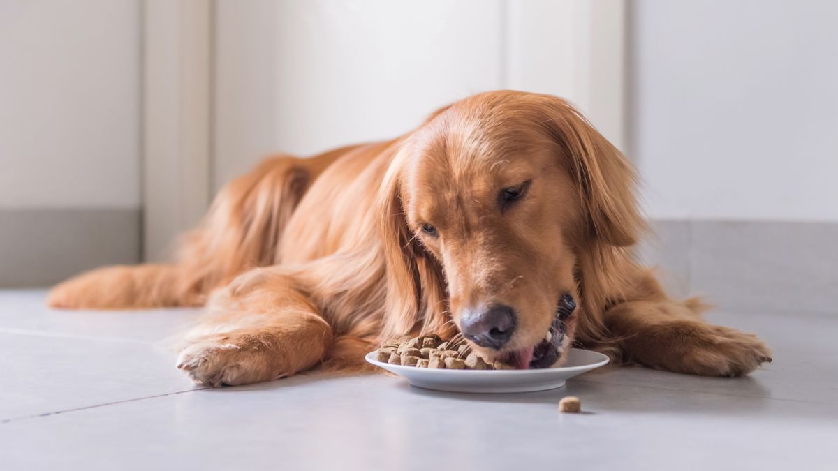 Golden retriever