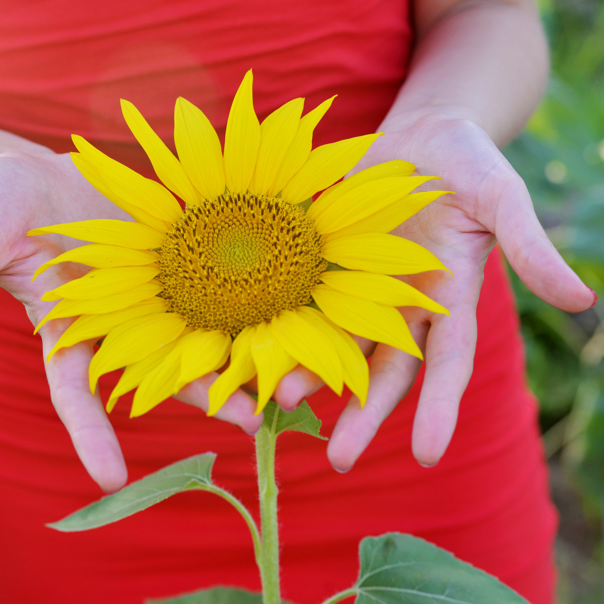 woman wearing a red dress holding a growing yellow sunflower bloom in her open hands, illustrating the concept of growing sense-soothing plants in a garden sanctuary