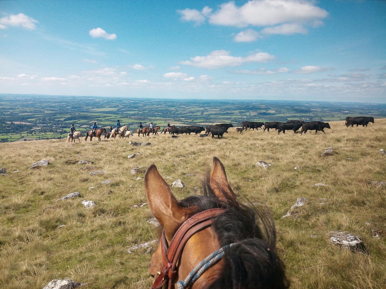 Holidaying as a West Country cowboy? Rounding up cattle on Dartmoor.