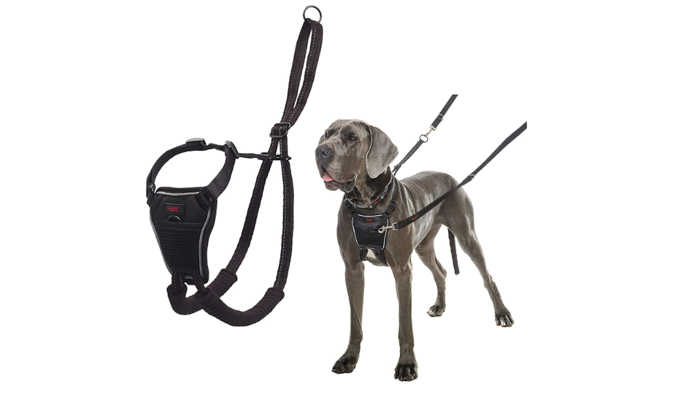 Weimaraner ready for a walk in Halti harness