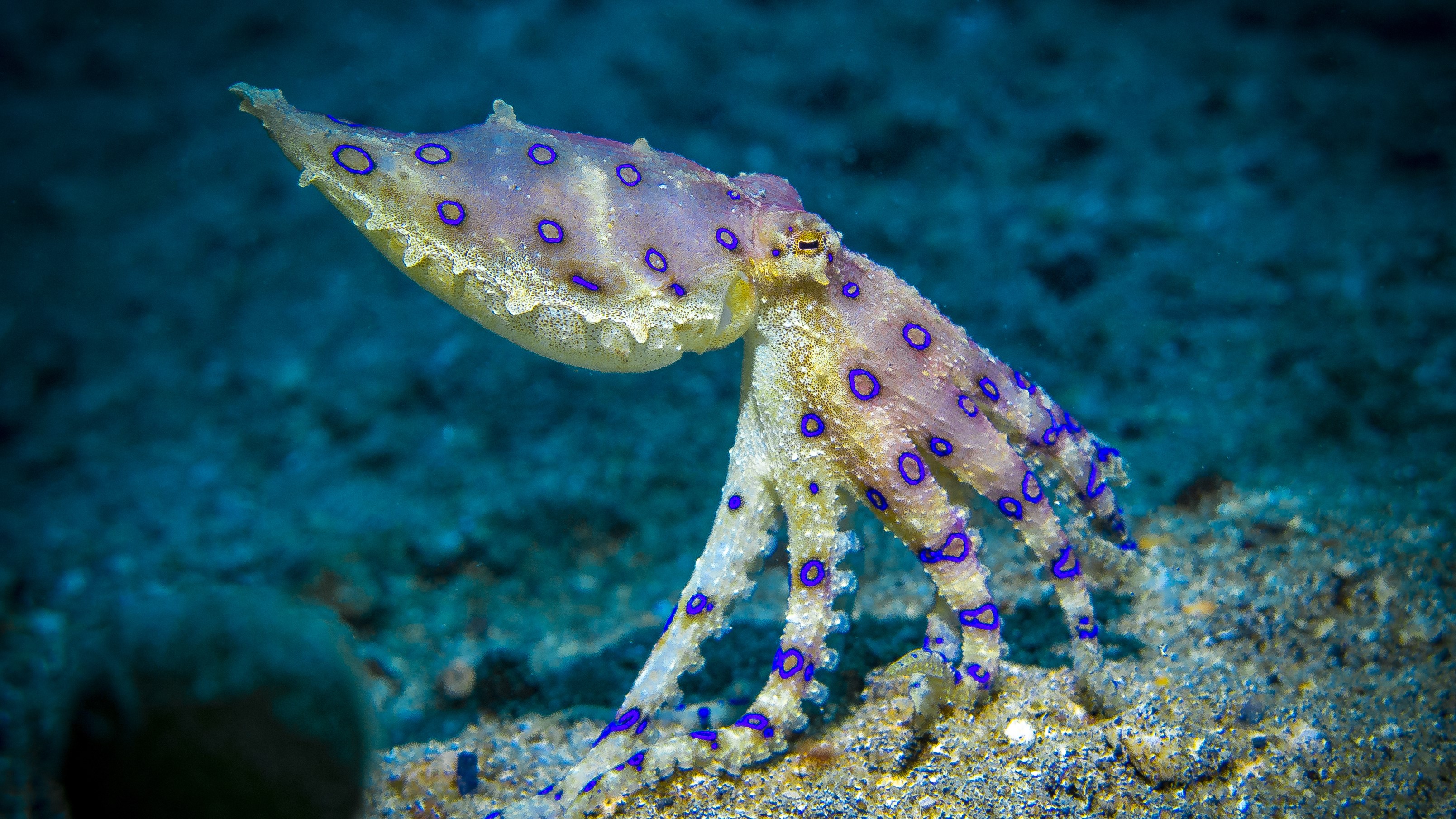 a blue ringed octopus underwater