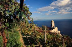 Campania Vineyards