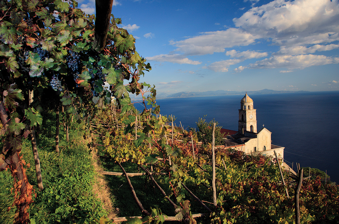Campania Vineyards