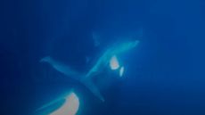 an orca biting the underside of a whale shark underwater