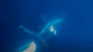 an orca biting the underside of a whale shark underwater