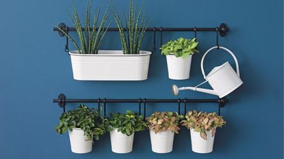 Dark blue wall with a variety of plants hanging on rails in white pots and a small watering can.