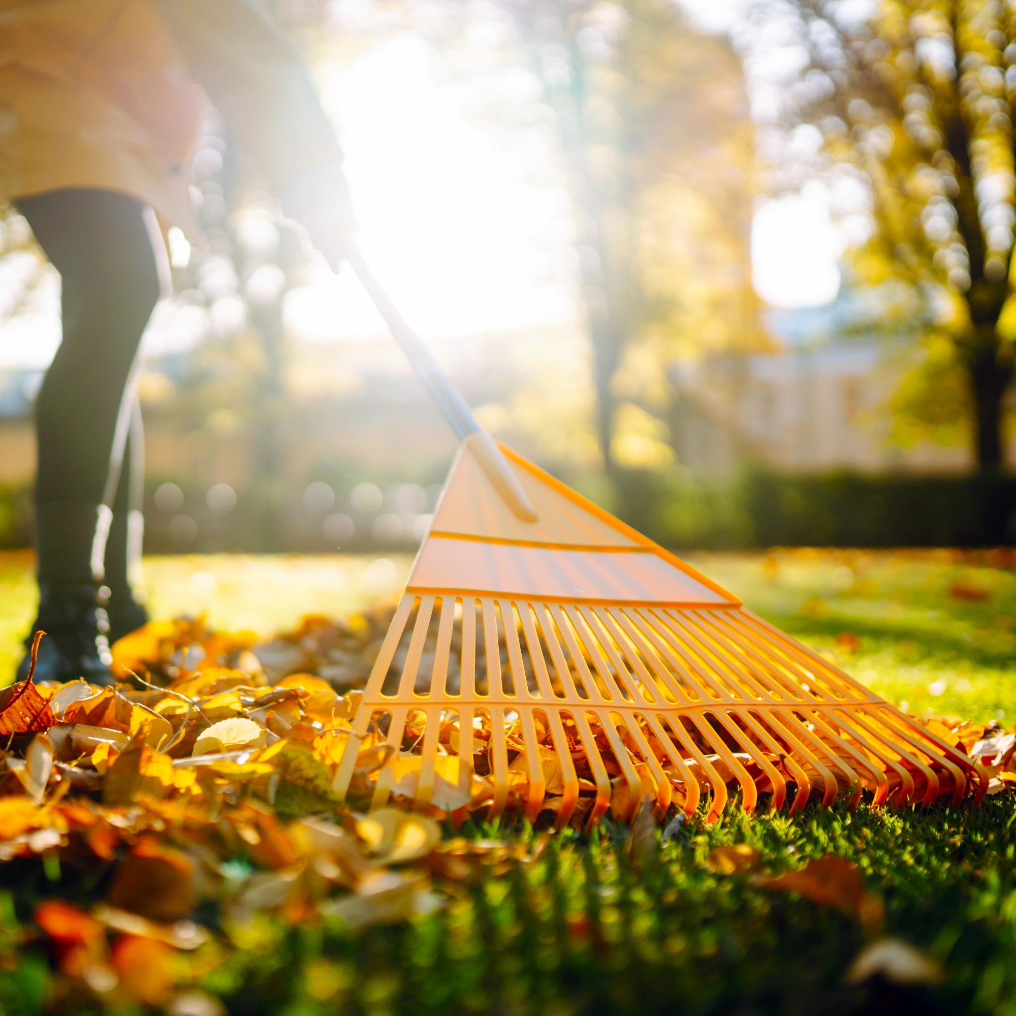 Cleaning up autumn fallen leaves. A pile of fallen foliage is collected with a rake on the lawn in preparation for making compost from fall leaves
