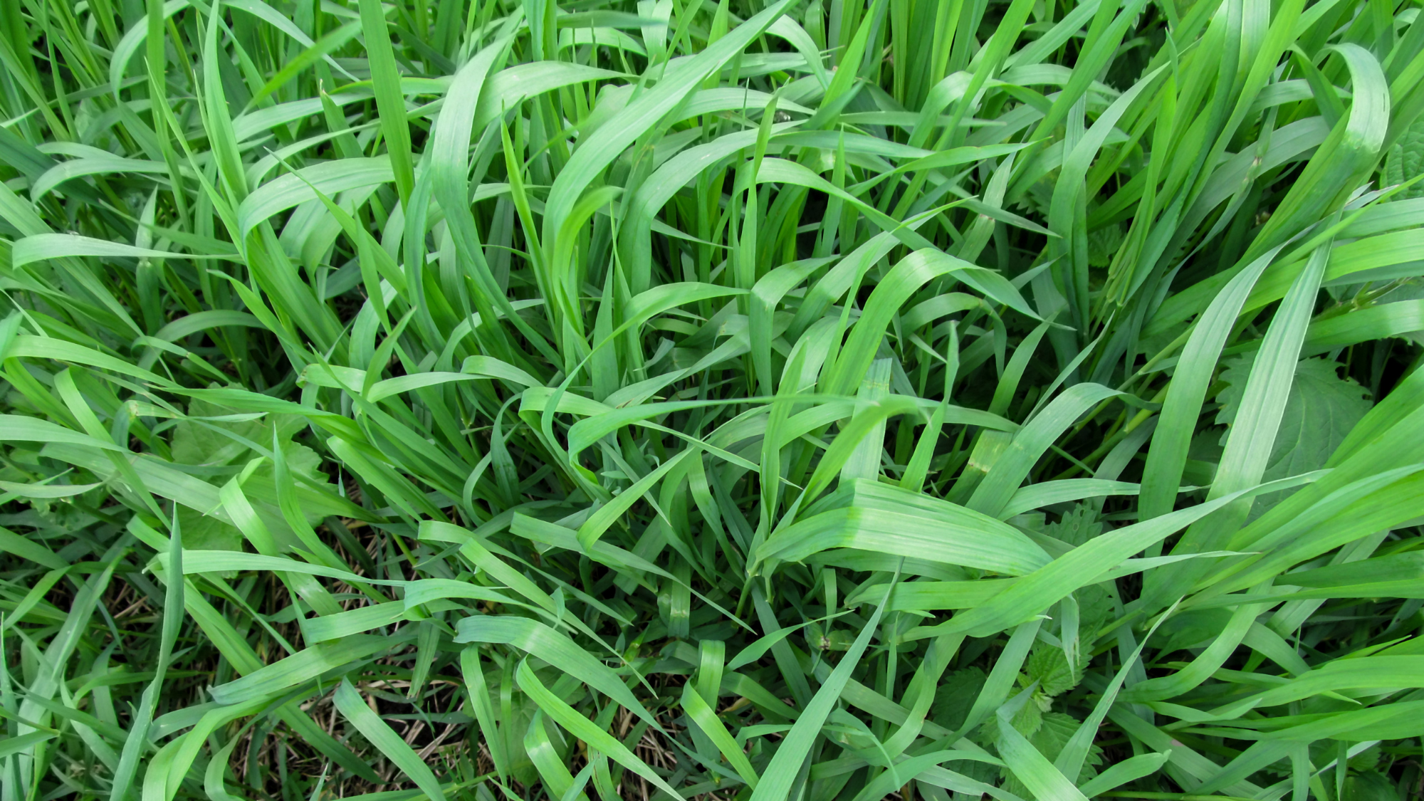 Couch grass
