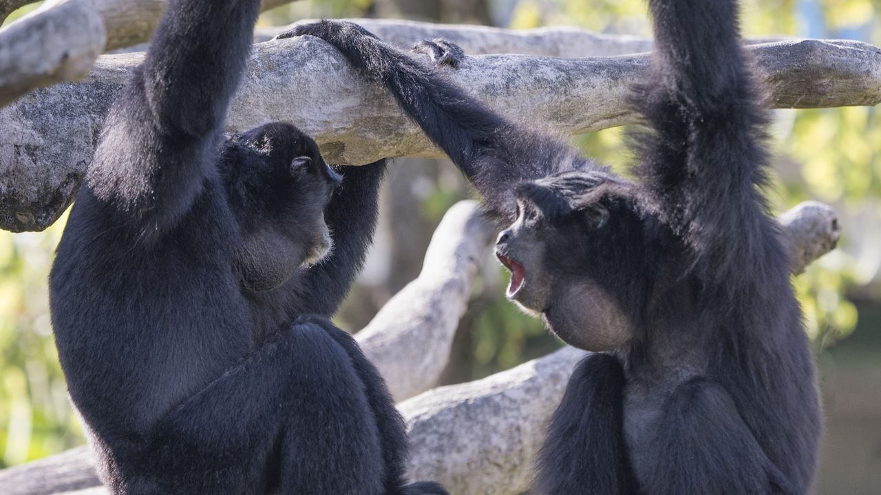 Gibbons.