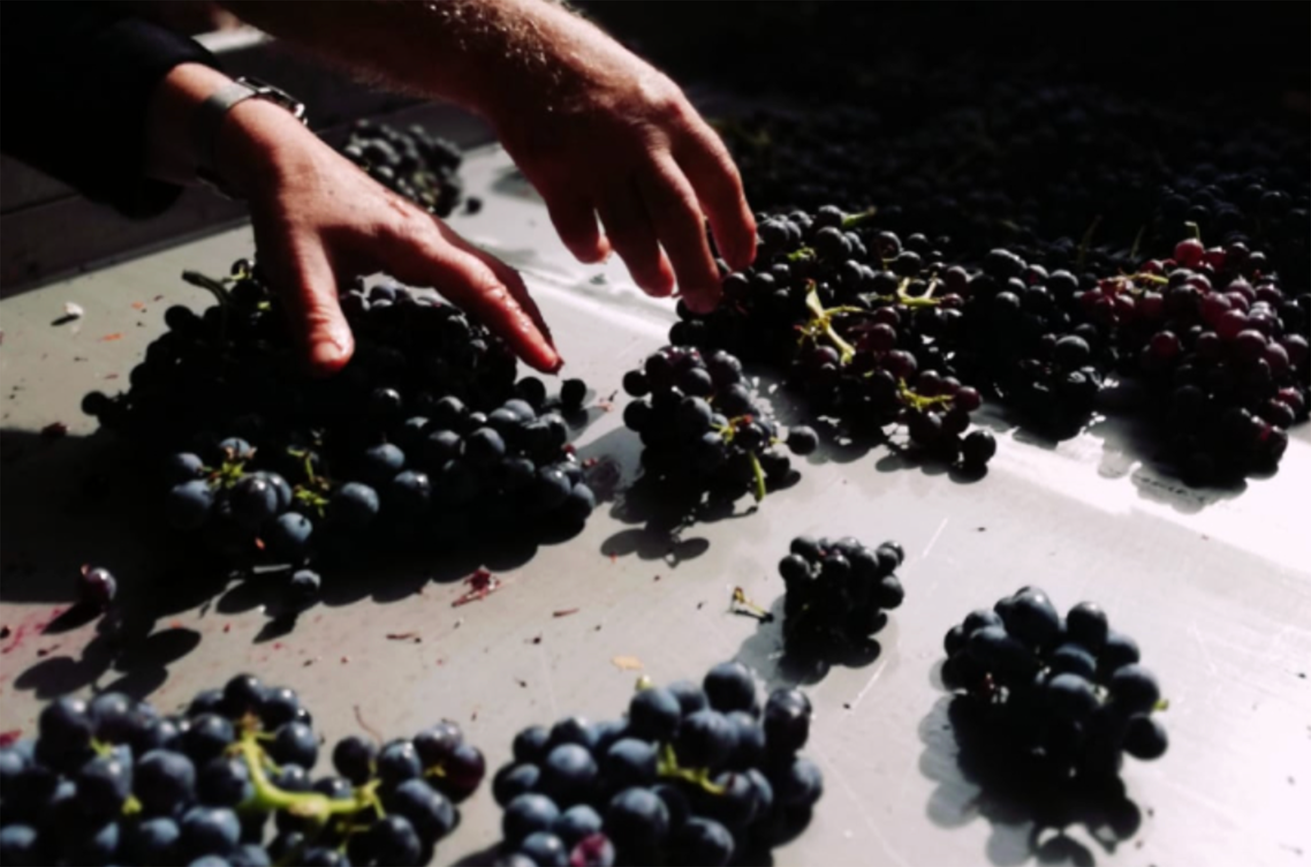 Pineau d'Aunis